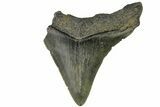 Serrated, Juvenile Megalodon Tooth - South Carolina #183054-1
